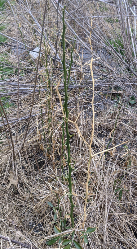 mar 29, 2020 e (3)