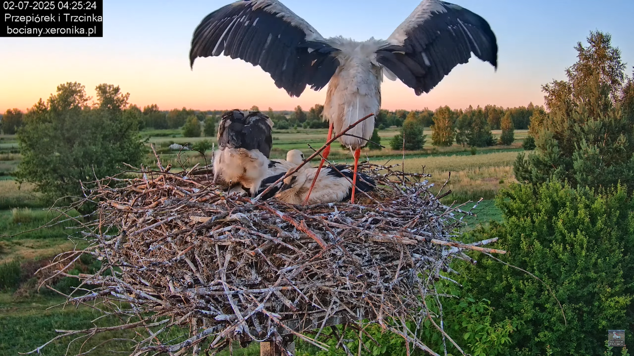02072025bociany2