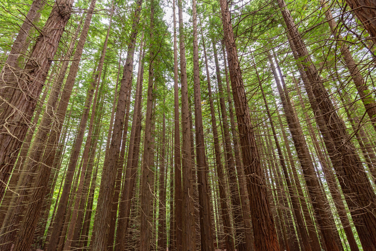 CANTABRIA - Blogs de España - BOSQUE DE SECUOYAS - CARMONA - LA CUEVA DEL SOPLAO (4)