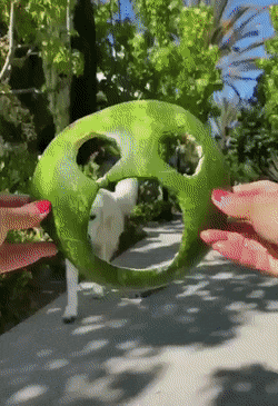 daily-gifdump-3394-25.gif