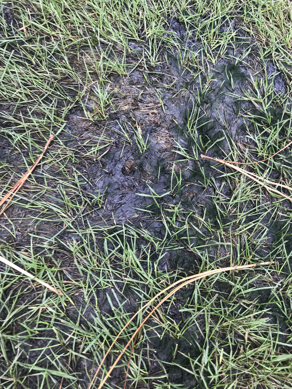 Black areas in my zoysia grass. Lawn Care Forum