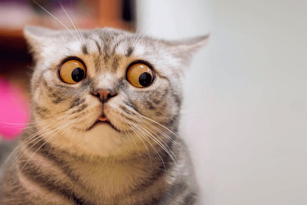 skeptic-surprised-cat-thinking-dont-600nw-1905929728.jpg