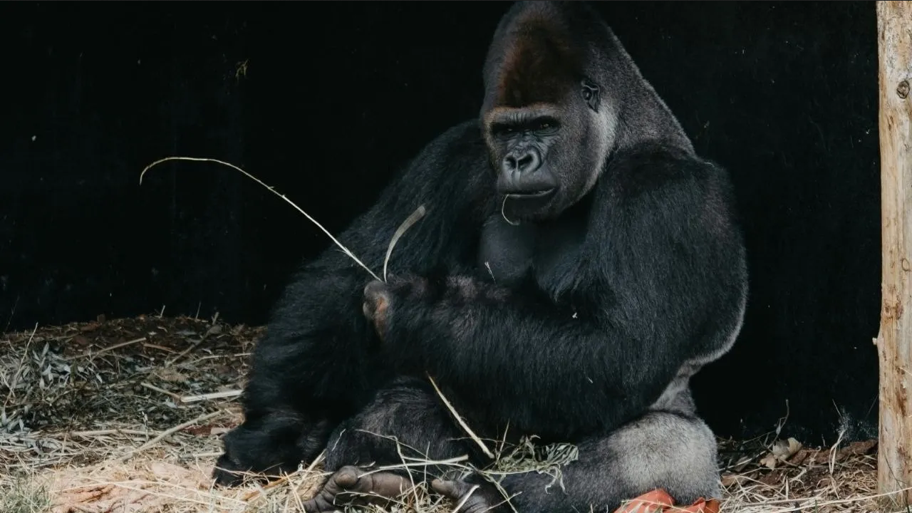 El terror se apodera del Zoológico de Fort Worth: Gorila ataca a sus cuidadores