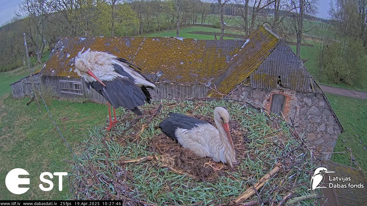 (34) Baltie stārķi (Ciconia ciconia) Tukuma novadā __ White storks in Tukums, Latvia - YouTube - 794