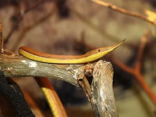 [Image: bizarre-snakes-10794-1-1706460270.webp]