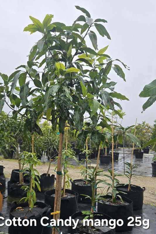 Screenshot 20260205 155528 Messenger