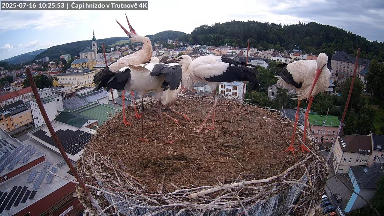 Tiešraide no stārķa ligzdas uz alus darītavas skursteņa Trutnovā 3-18-37 screenshot