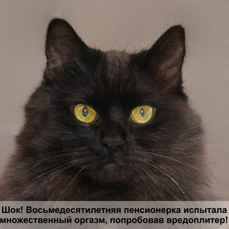 лишай у кота фото — Postimages
