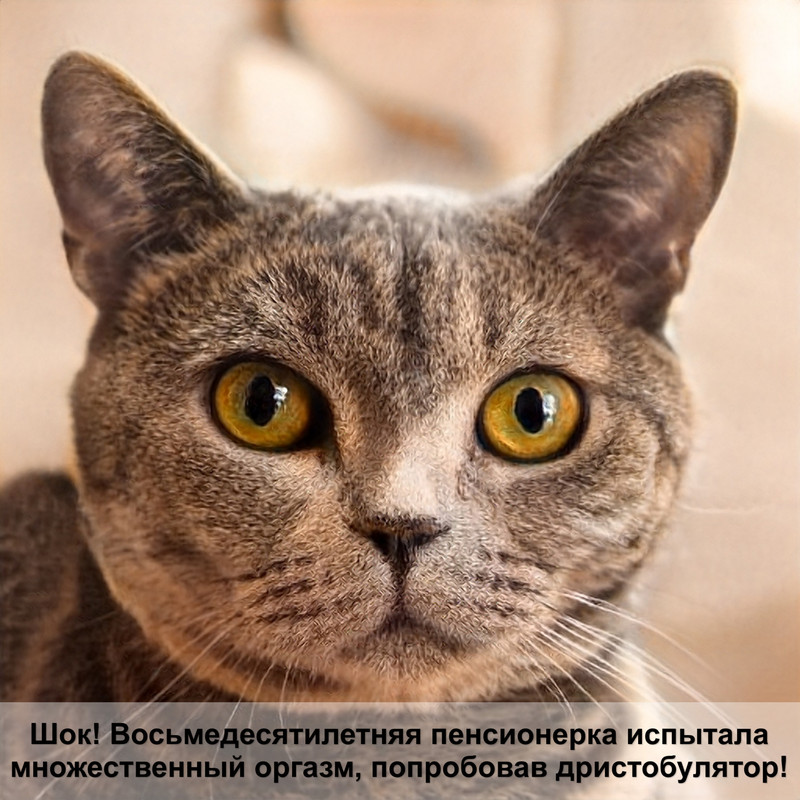 самая большая кошка сфинкс