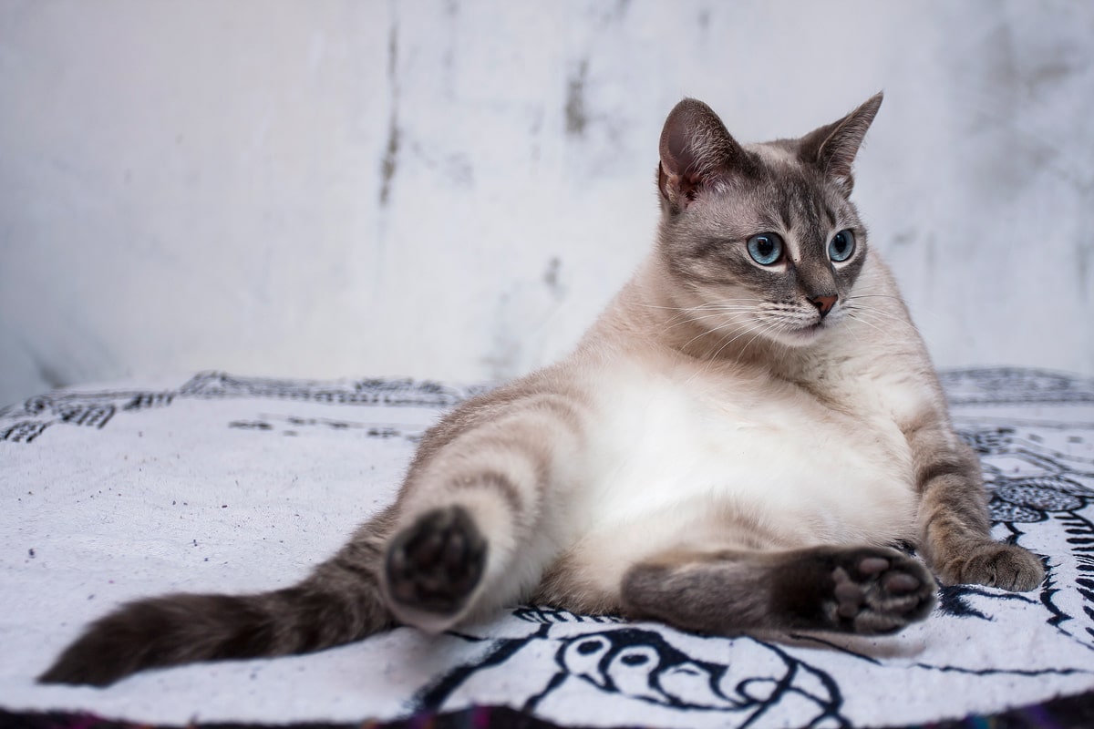 Тайская кошка окрас табби пойнт фото