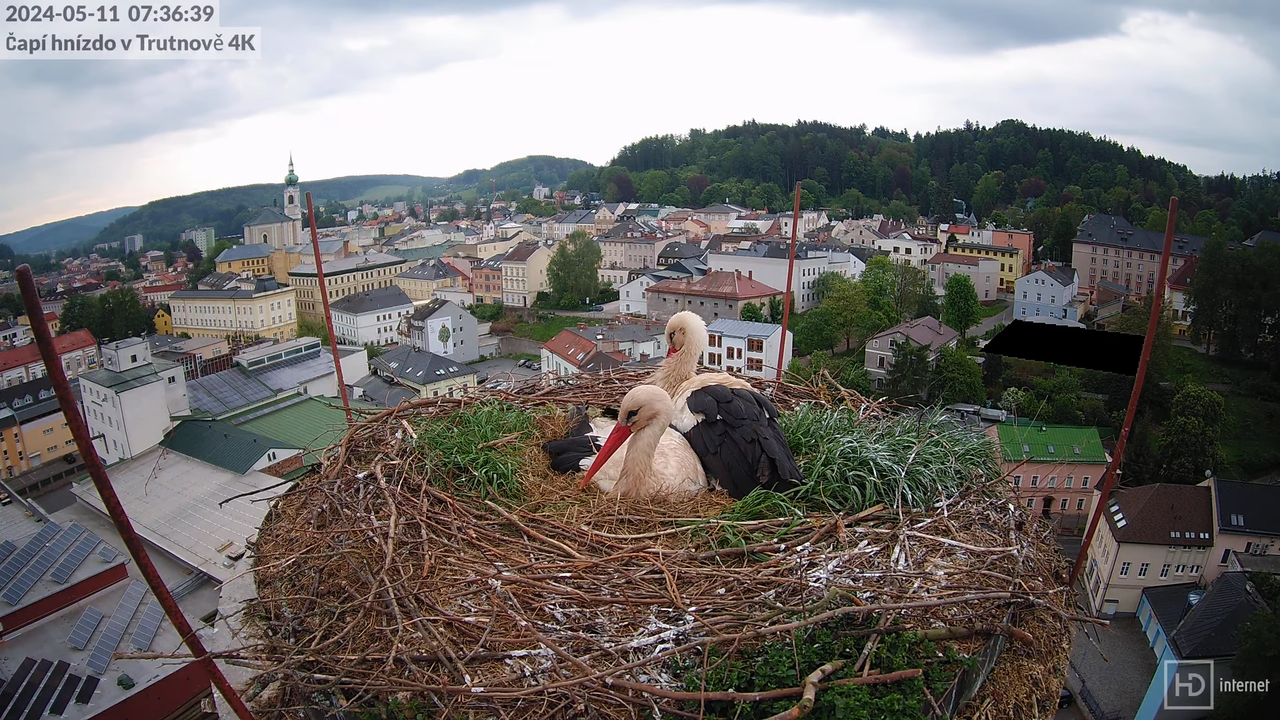 Tiešraidē no stārķa ligzdas uz alus darītavas skursteņa Trutnovā 12-14-59 screenshot