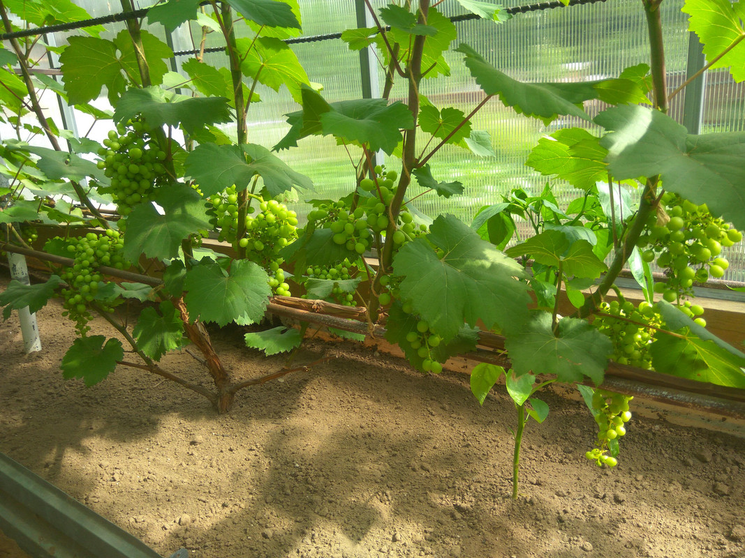 Эстер (R-65)(фото от 11.07.2018)