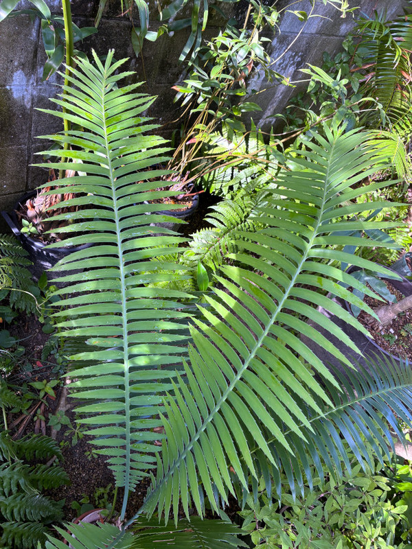 DioonSpinulosum