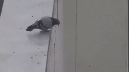 pigeon-suicide.gif