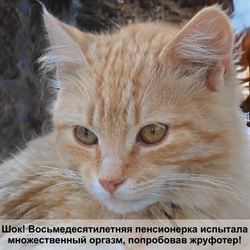 рыбки для кошек