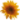 image of sunflower
