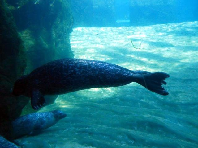 VALENCIA en un fin de semana - Blogs de España - Sábado 30/12: Llegada a Valencia y visita al Oceanogràfic (27)