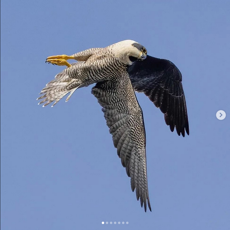 Screenshot 2022-06-17 at 20-32-29 Moon Rabbit Rising (@moon_rabbit_rising) • Instagram photos and vi