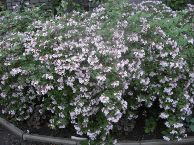 DSC04831