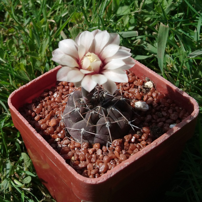 Gymnocalycium bodenbenderianum (riojense) CH 1403a nr  2