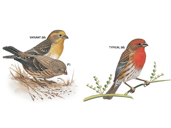 drawing of a finch in front of a house