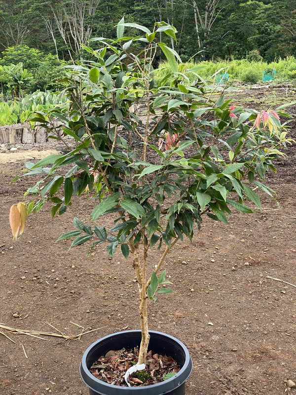 CB6DACFB-4AB9-453E-AB99-24E5F13F0578