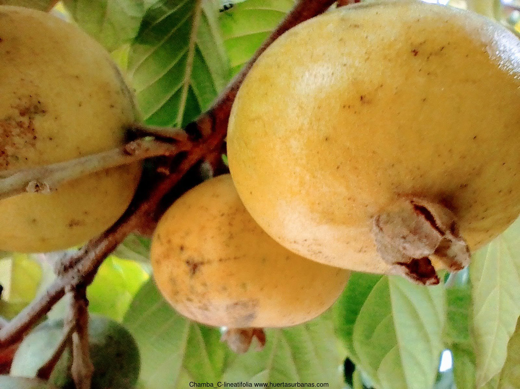 Huertasurbanas_com-IMG_20230201_152411_578_2.jpg-20230201_153547Chamba_C-lineatifolia