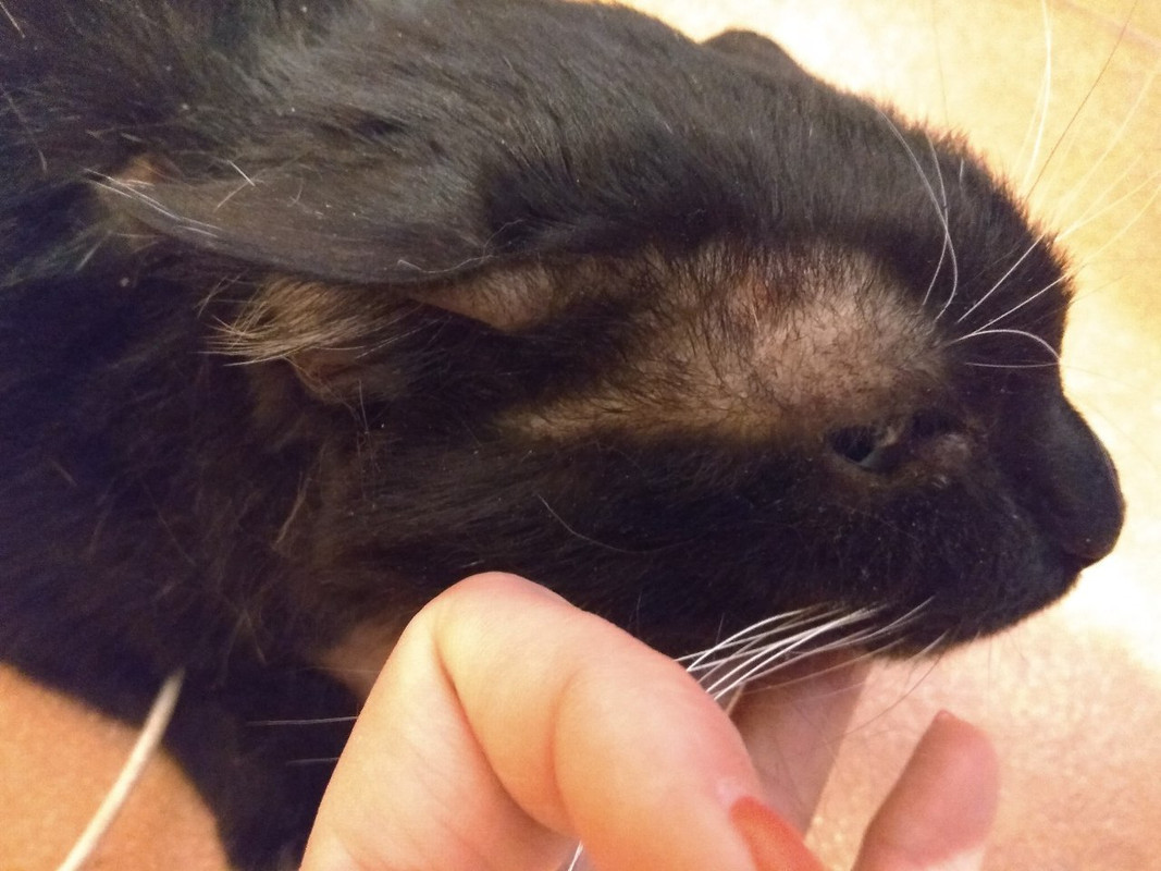 Крот аллергия4