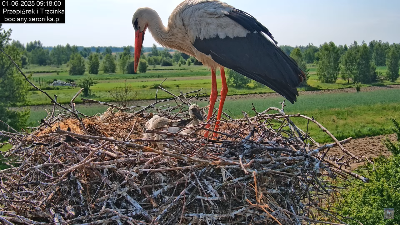 01062025bociany16