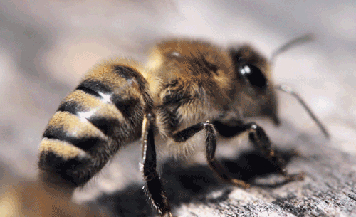 content-the-bees6.gif