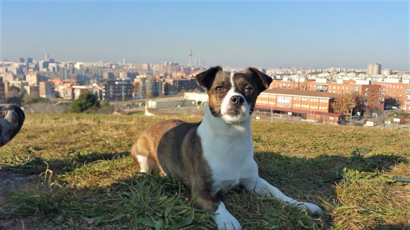PARQUE CERRO DEL TIO PIO-2015/2016-MADRID - Paseando por España-1991/2016 (4)