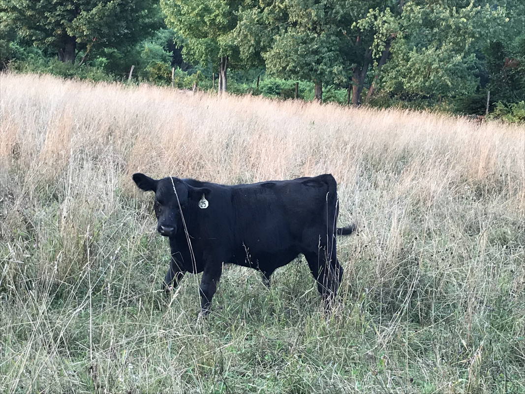 Bull calf #25 pic 2