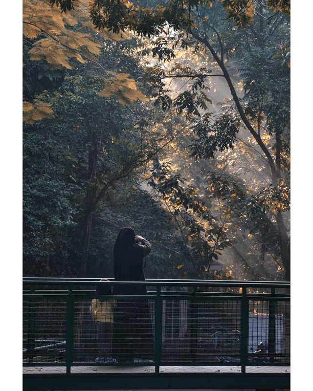 Forest Walk