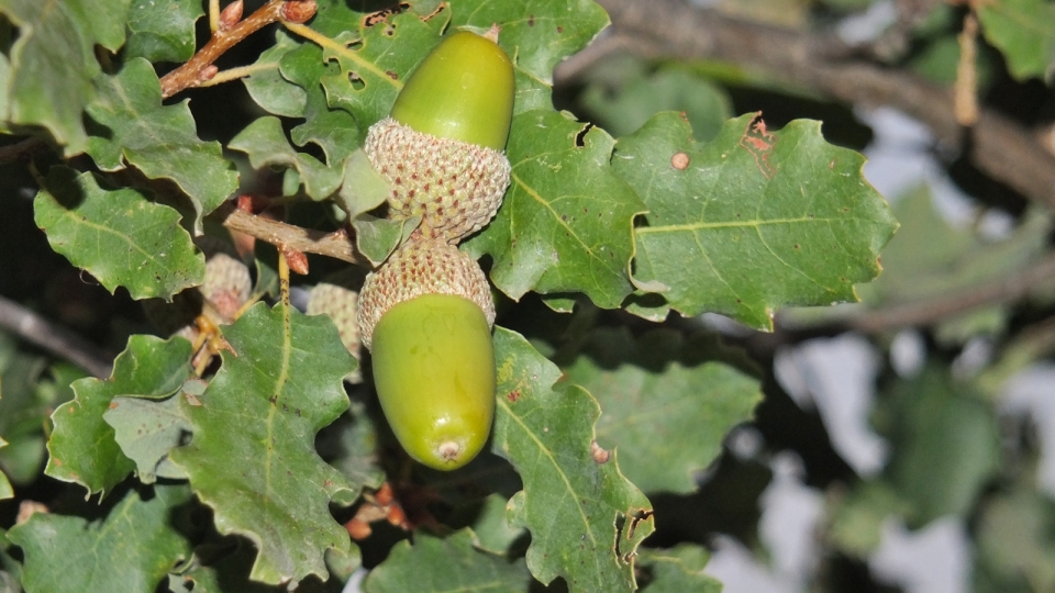 Armenia (2014) Árboles silvestres de Armenia. Quercus-infectoria