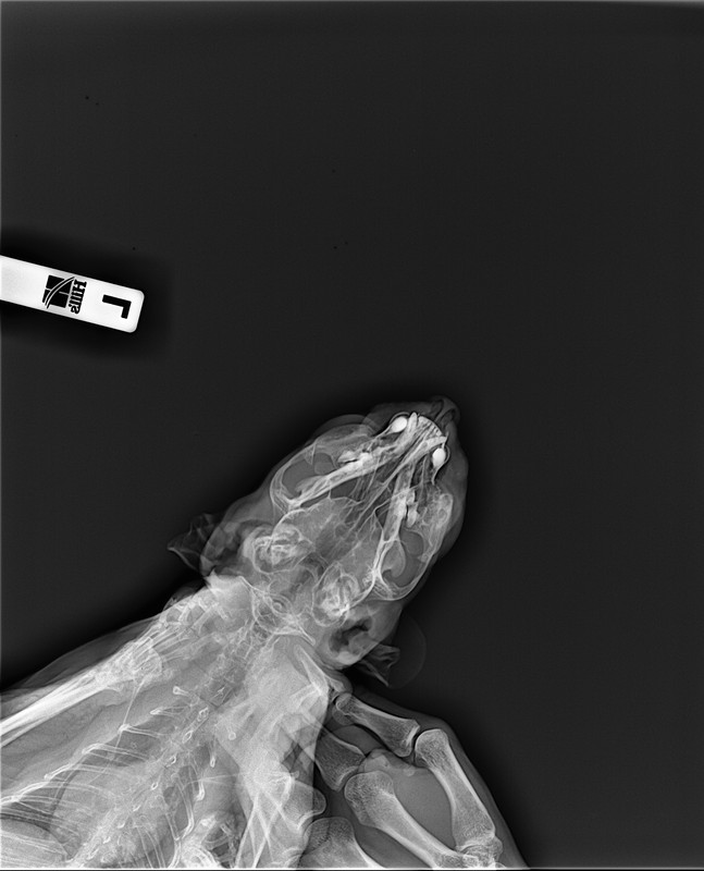 DX002845_4