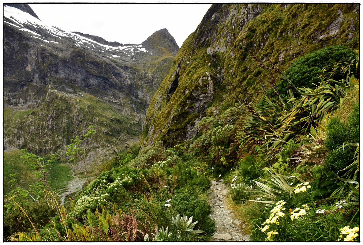 Fiordland NP: Milford Track (enero 2023) - Escapadas y rutas por la Nueva Zelanda menos conocida (45)