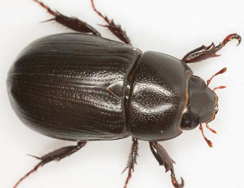 rice-beetle02-1.jpg
