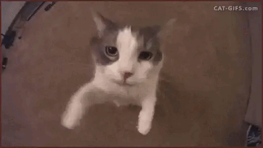 1000231141.gif