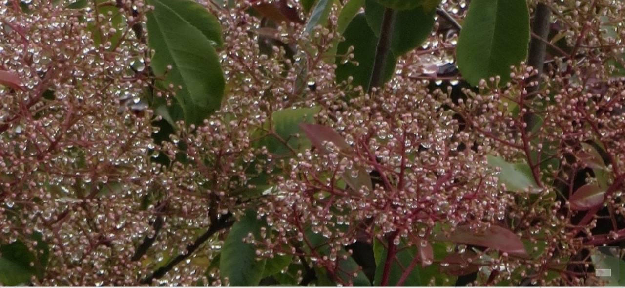 Je crois que c'est... Photinia002