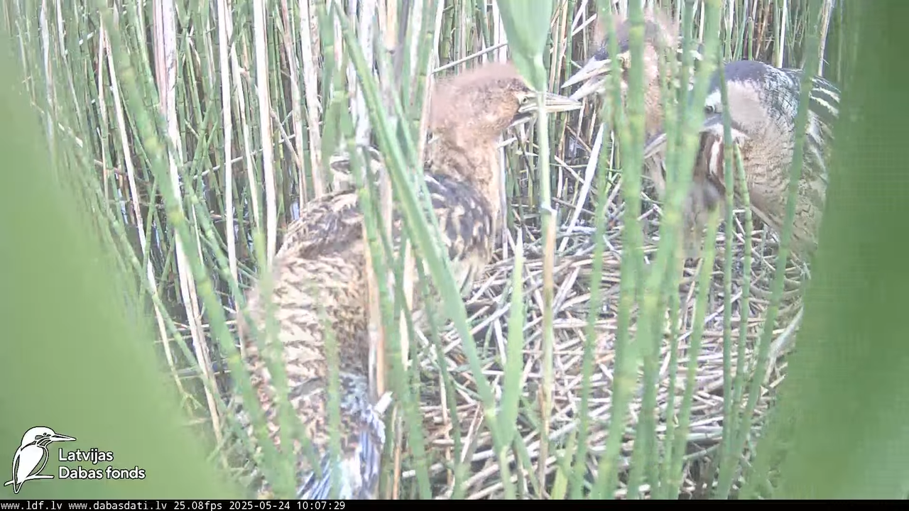 LDF Lielais dumpis (Botaurus stellaris) Zemītes pagastā 11-46-10 screenshot