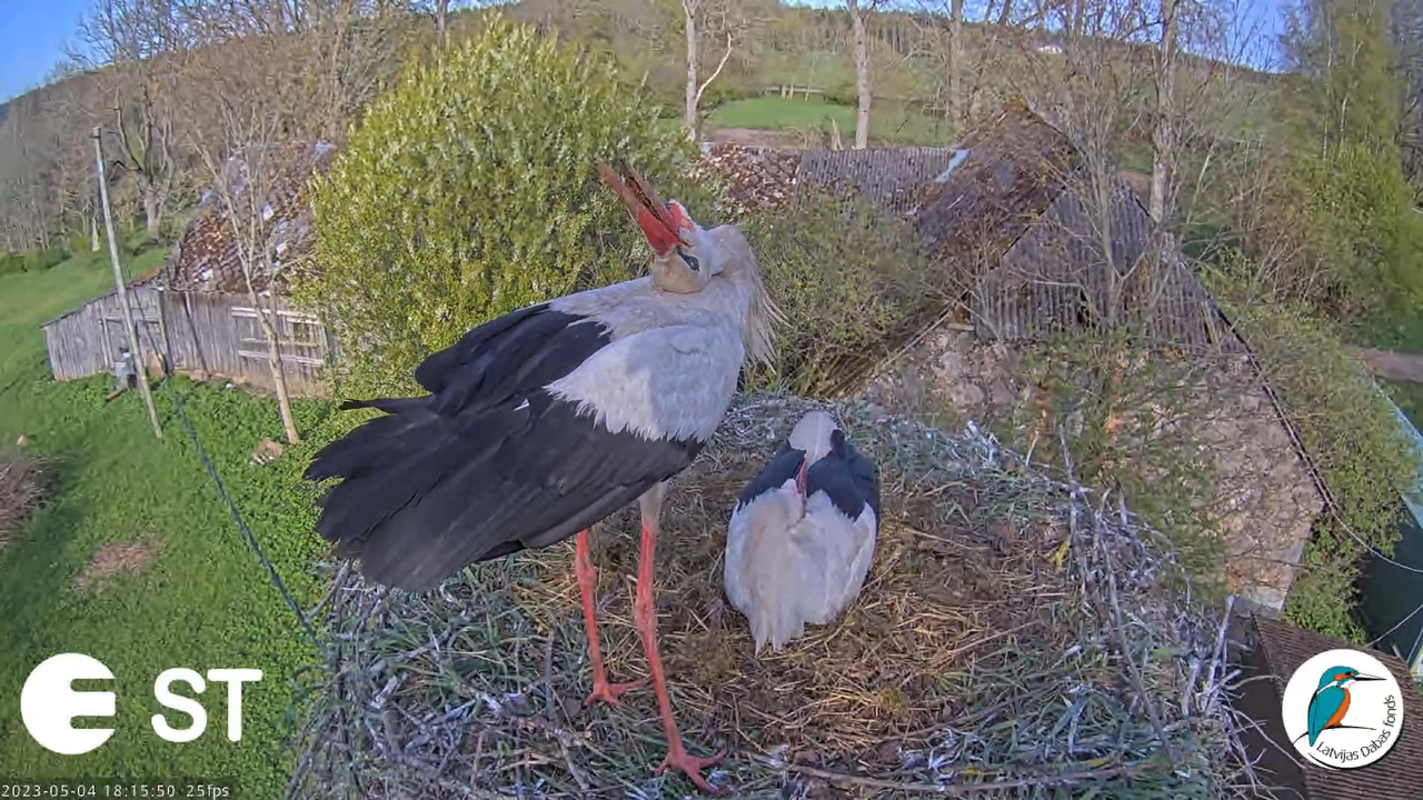 Baltie stārķi (Ciconia ciconia) Tukuma novadā - LDF tiešraide __ White storks in Tukums, Latvia 13-2