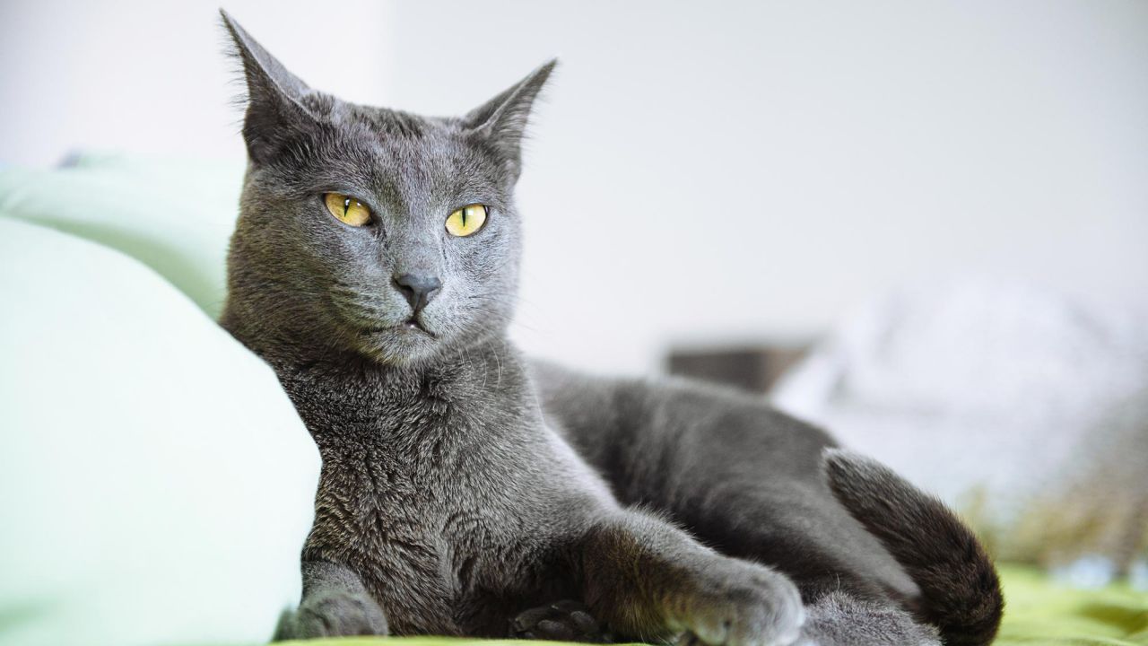 Veto a Rusia por ataque a Ucrania afecta también a gatos rusos