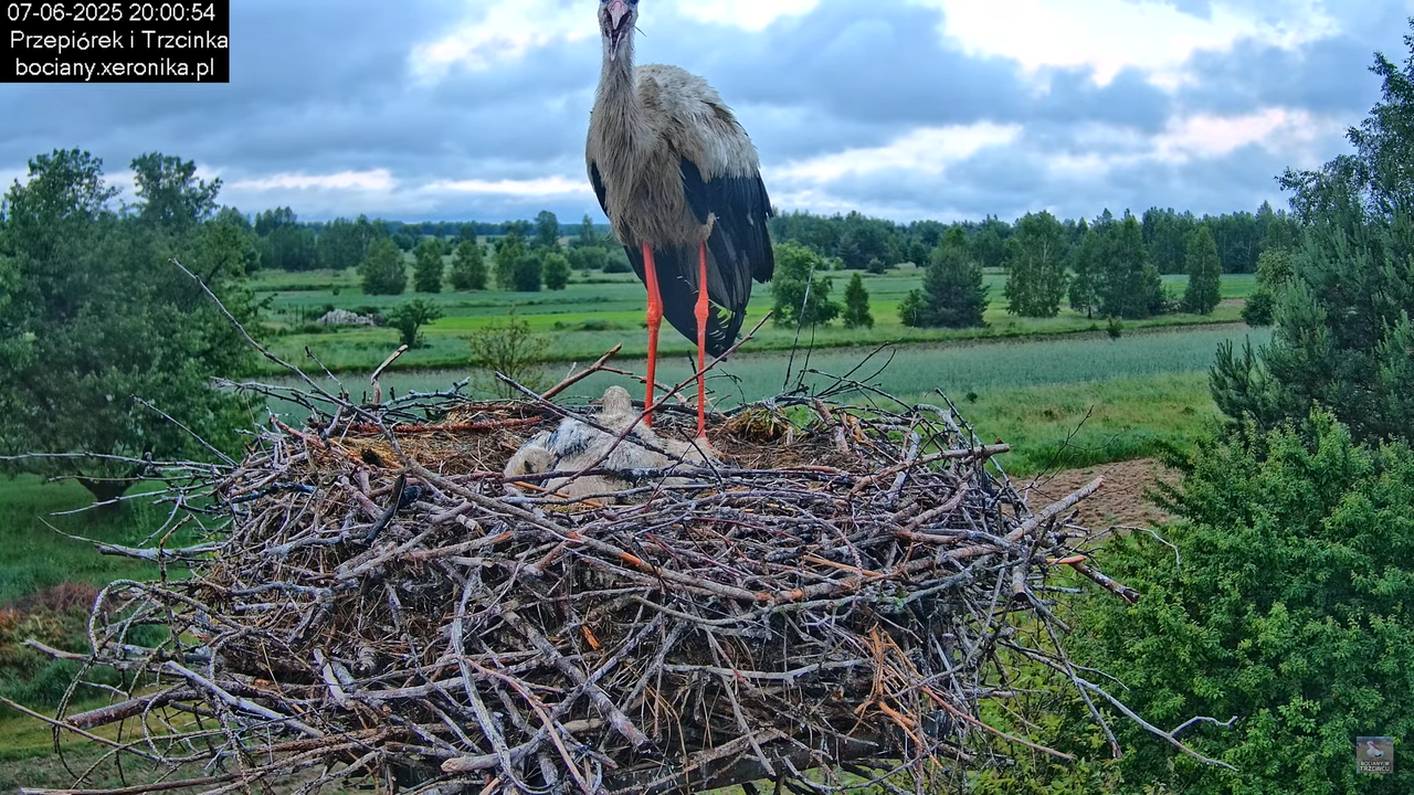 07062025bociany46