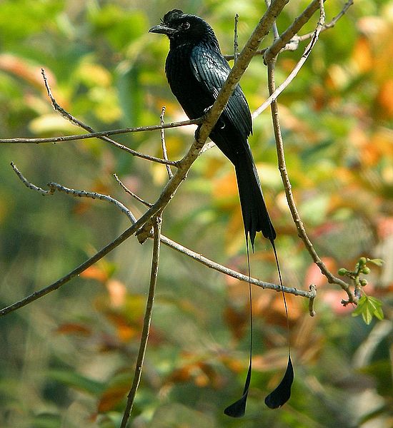 https://i.postimg.cc/KvtW1Bfm/paradicsomdrongo.jpg
