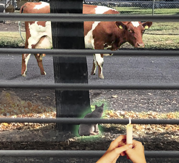 cat-cows-candles.png