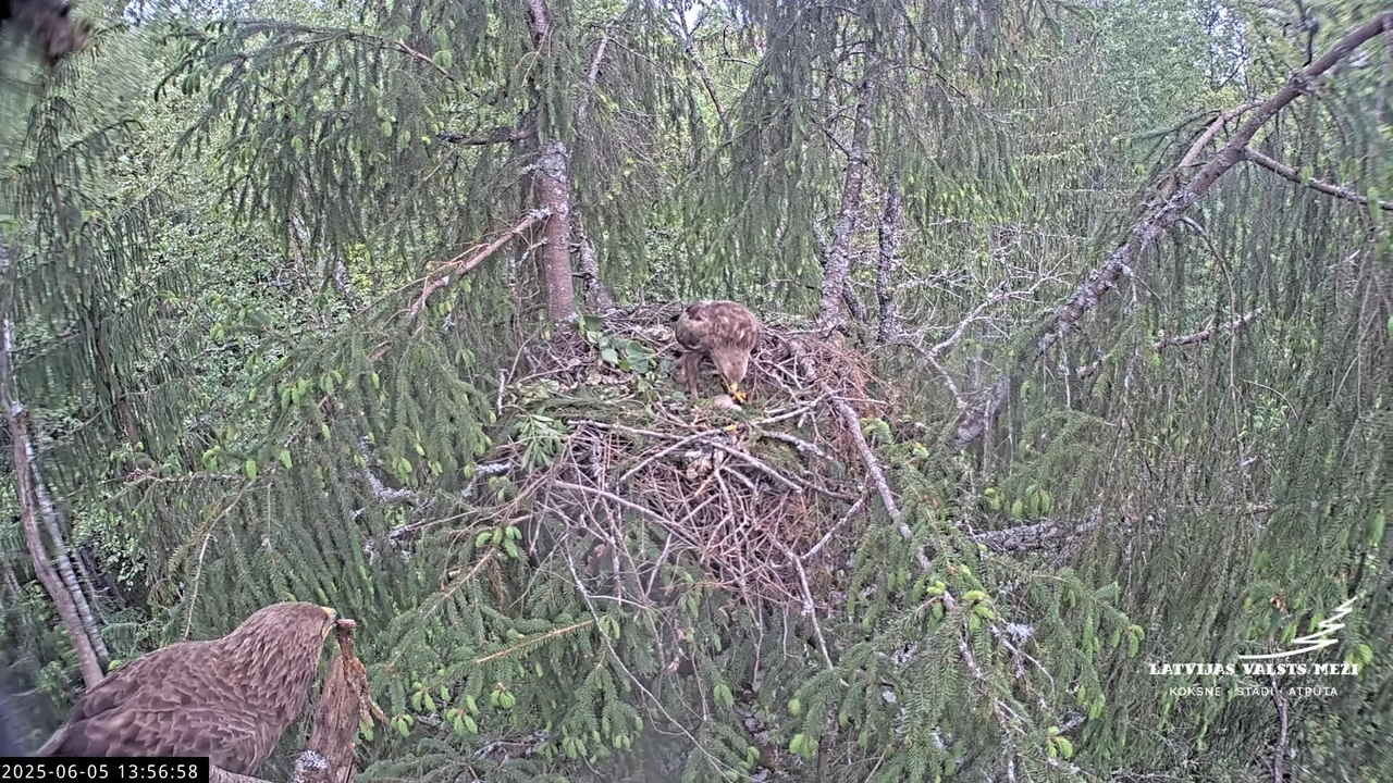 LVM mazais ērglis Lisiņa, egle2 – Lesser Spotted Eagle 8-19-48 screenshot