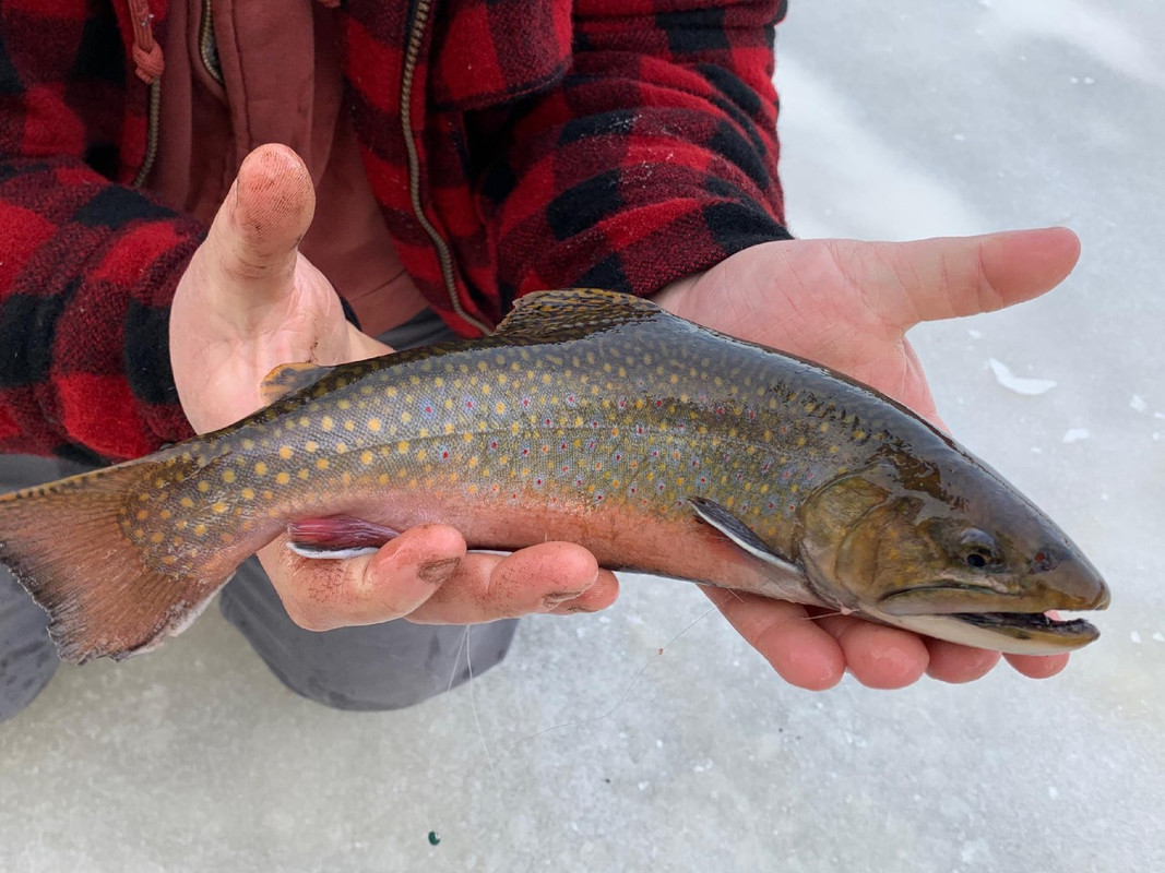 Btrout