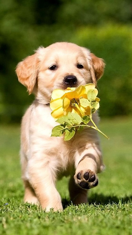 yellowdogflower.jpg