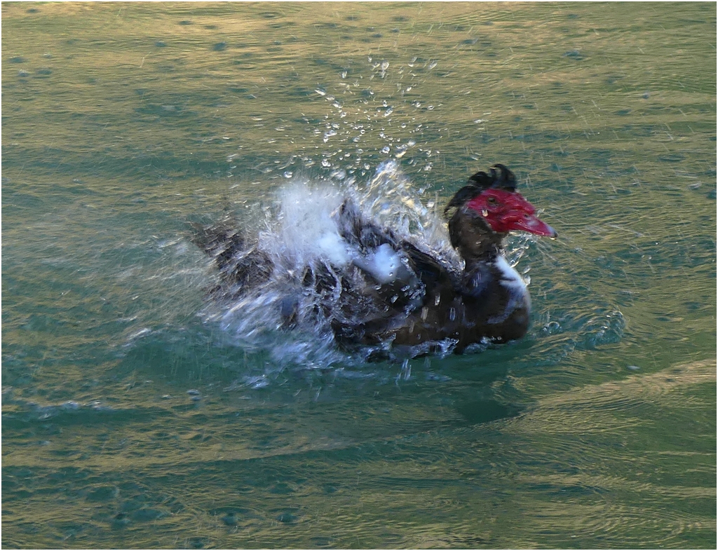 Drôle de canard....!!! P1150757