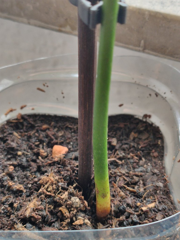 Potted mango seedling's leaves keep dying r/GardeningIndoors